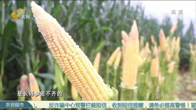 种玉米选法砣,增产又增收,棒三叶宽、大、绿、厚、茎秆粗