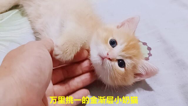 这只珍贵的金渐层小奶猫,稀有毛色万只难出一只,撸起来十分享受