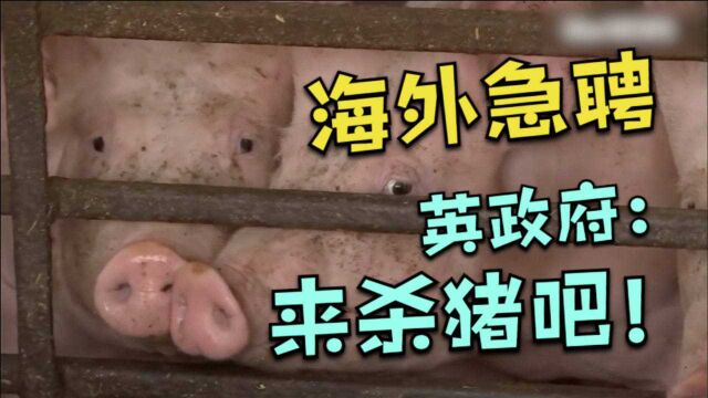 “猪满为患” 英国政府急从境外招屠夫