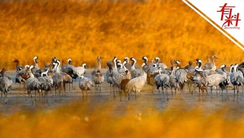 越冬候鸟“先头部队”进京了！数量多达15000只 群鸟水中嬉戏场面壮观美好