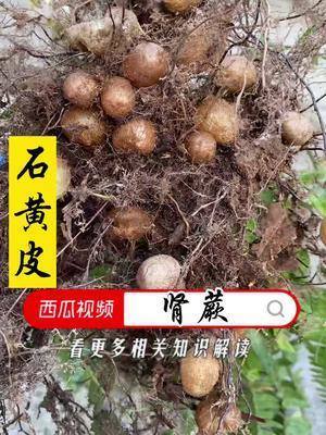 会长蛋的草肾蕨你们那里有吗