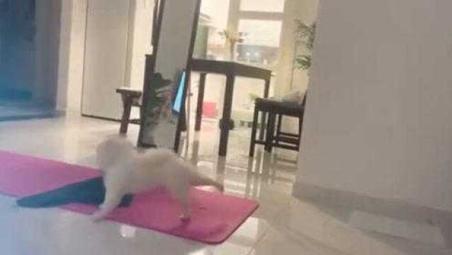 正宗“下犬式”瑜伽招式