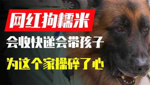"最称职的全职保姆狗"糯米,退役警犬,带娃收快递无所不能?