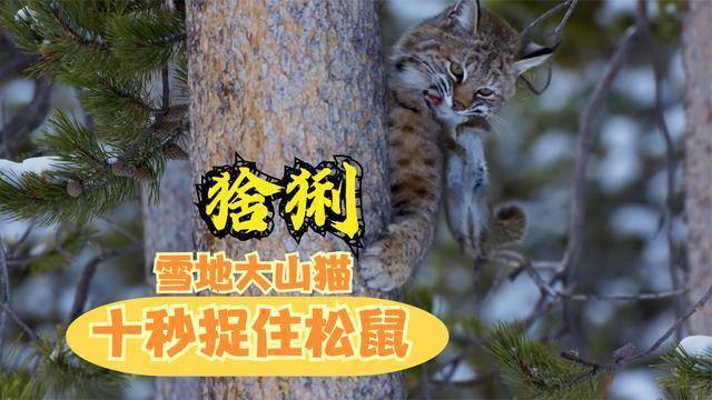 雪地大山貓:猞猁,十秒抓住松鼠,捕獵神速,叫聲卻很怪異!