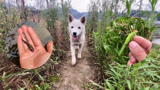 这是你们童年的回忆吗?可惜这些蚂蚱命运太惨