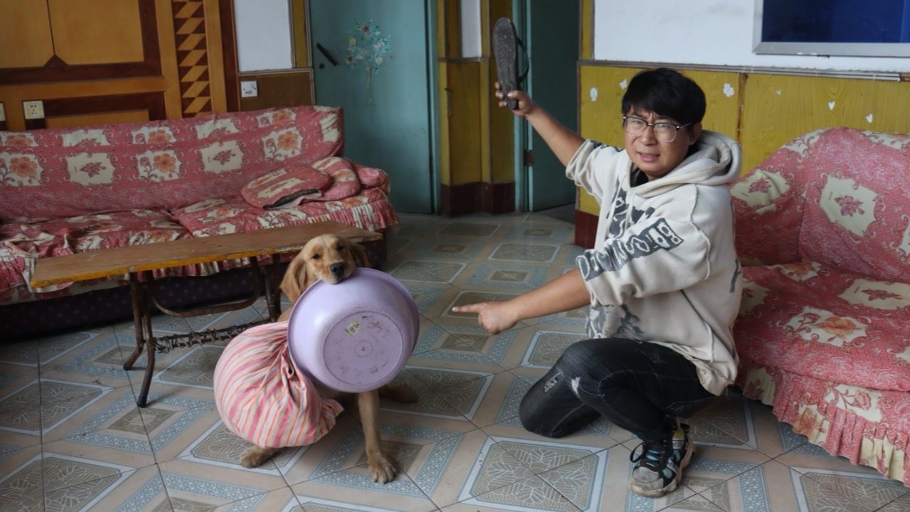 金毛听信谣言要打仗了,收拾包袱行李准备逃命,被小亮给一顿教育