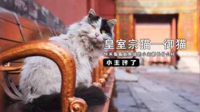 小主馋了:皇室宗猫——御猫的真面目