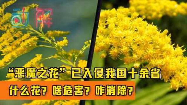 动解|“恶魔之花”,已入侵我国十余省