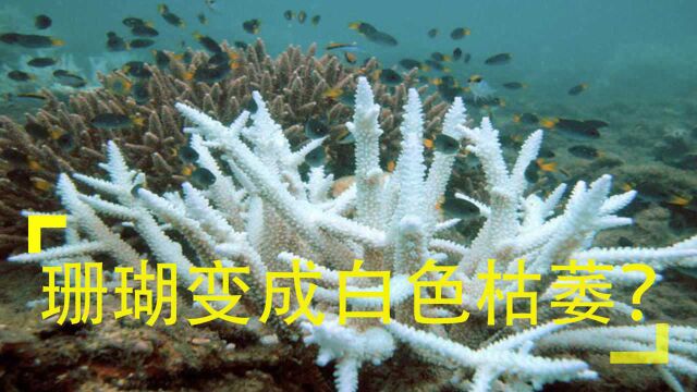 海洋出了问题?珊瑚变成白色枯萎,科学家:海洋温度在升高!