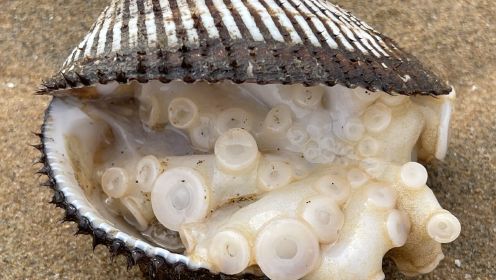 大庆赶海，发现一窝好像大米一样的章鱼宝宝，全部藏在贝壳中