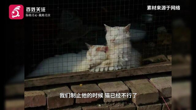 虐猫河北一高校学生多次虐猫致死!校内学生:他曾带着手套和绳来找猫