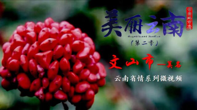 美丽云南(第二季)| 钟灵毓秀 三七之乡 ——美名:文山州ⷮŠ文山市