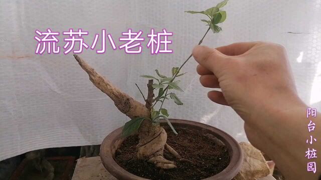 八方盘根,根爪有力,桩虽小却很有味道!