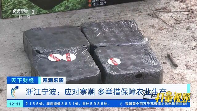 浙江宁波:应对寒潮,多举措保障农业生产