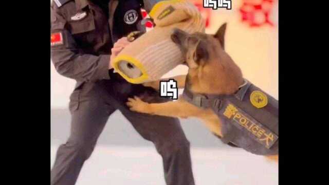 中国 警犬