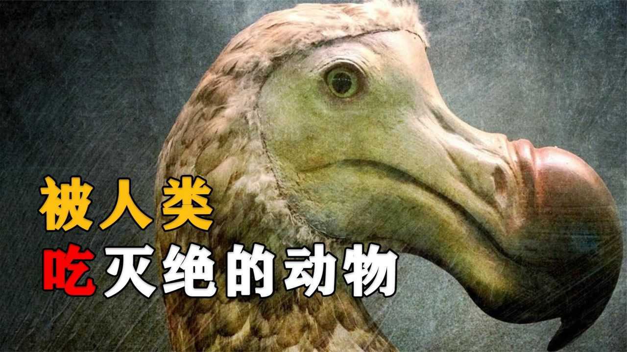 盘点被人类吃灭绝的动物，从50亿到1只不剩，仅用了百年时间_高清