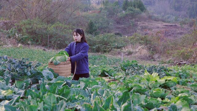 从一粒粒种子变成一颗颗大包菜,我用四个月记录它的生长