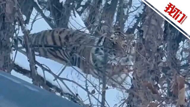 黑龙江嘉荫现野生东北虎:公路上奔跑跃进树丛 当地提醒村民少外出