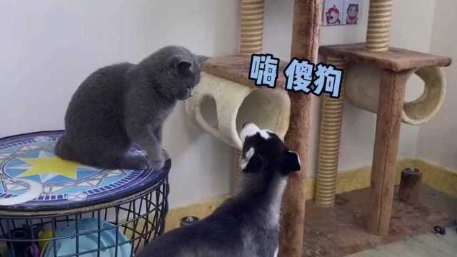 猫狗大战之当无聊的猫遇上无聊的狗