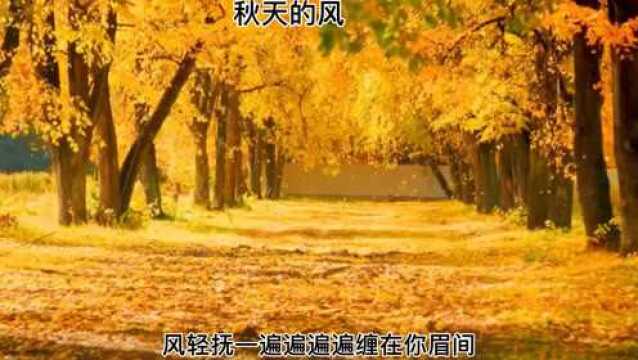 遍地金黄的秋天