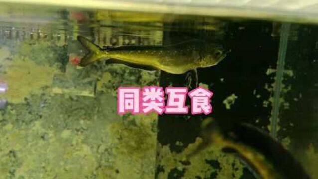 鲯鳅居然会同类互食