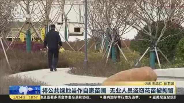 将公共绿地当作自家苗圃 无业人员盗窃花苗被拘留