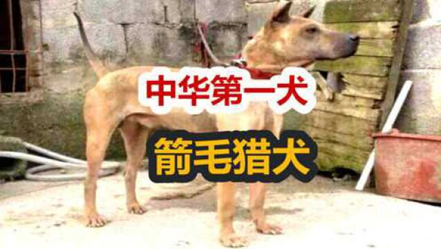 曾是中华第一犬湖北箭毛猎犬,比藏獒还珍贵