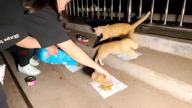 探访投喂流浪猫大师的“流浪猫后宫军团”!