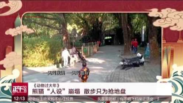 《动物过大年》:熊猫“人设”崩塌 散步只为抢地盘