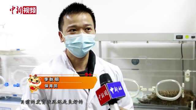 虎年说虎探访珍稀华南虎双胞胎