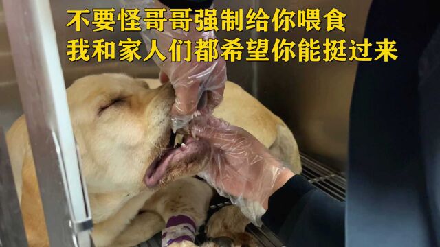 救治犬瘟狗狗第19天,状态不好的狗狗需要强制喂饭,既心疼又无奈