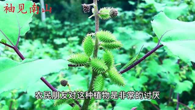 被称为“毒瘤”的苍耳,用途却是上班族的福音,现在刚好用得上