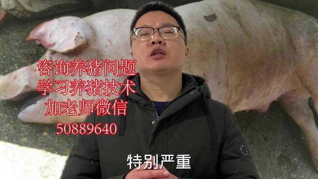 峰哥养猪:猪咳嗽气喘的治疗方法,养猪人收藏备用