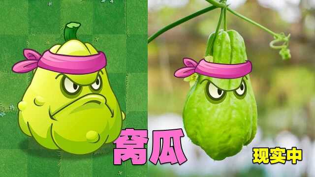 PVZ揭秘:现实生活中的窝瓜长啥样?