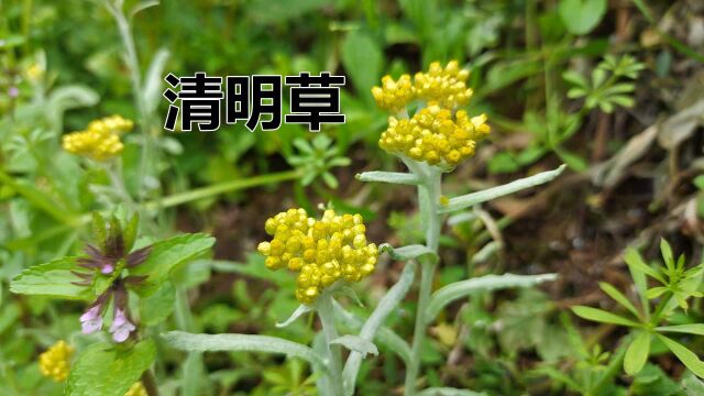 农村常见的“清明草”,对45岁以上人群帮助大,在你的家乡有吗