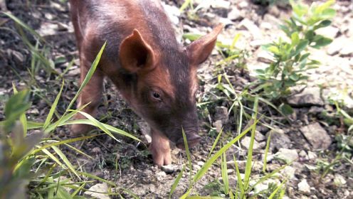 《食人猪》山里出现一只变异的野猪，喜欢吃人类还到处破坏村庄！
