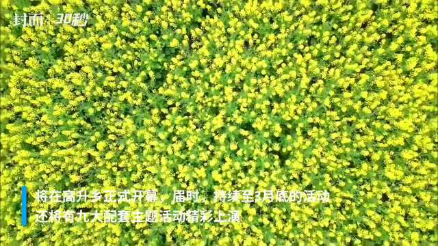 花开四川丨四川蓬溪首届油菜花赏花月活动3月3日开幕