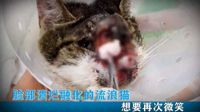 脸部融化的猫猫,想要再次微笑,却被溃烂折磨得痛苦不已