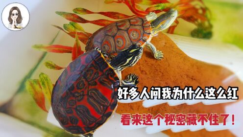 让火焰龟发色的秘诀都在这里啦!_高清1080P在线观看平台_腾讯视频