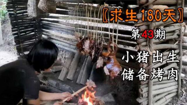 小猪苗出生,照顾它们和储备烤肉!