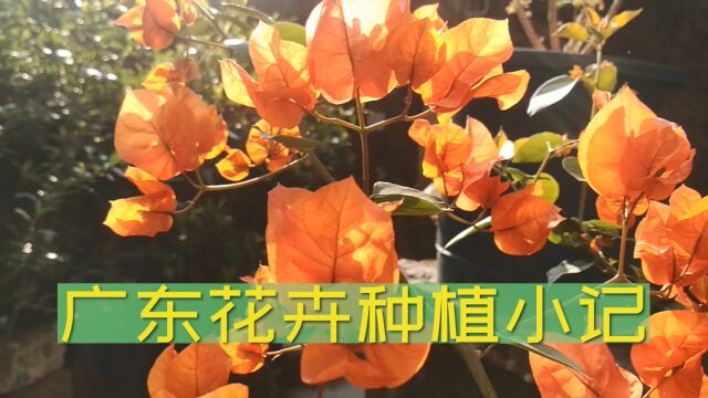 广东花卉种植小记