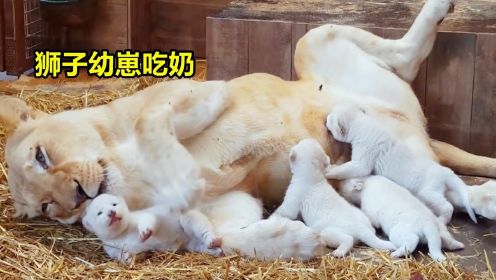 母狮当妈妈了，面对四只嗷嗷待哺的小白狮，尽显母亲的温柔！