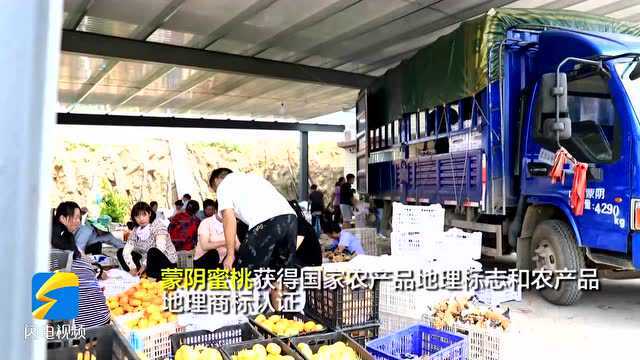 好品山东丨“蒙阴蜜桃”品牌价值达266.44亿 位列全国区域品牌价值榜第十位