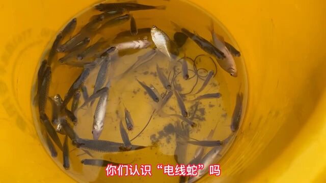 鱼塘抓到一条罕见的“电线蛇”,活了三十多岁第二见,你认识吗?