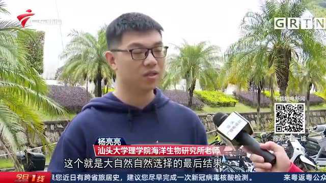 汕头南澳海域惊现大豚“背”小豚,背后原因让人意外!