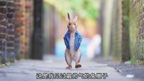 一只无比帅的小兔崽子#好片征集令#