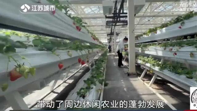 草莓结出“致富果” 南京溧水的全产业链发展方式