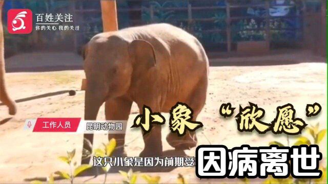 不满2岁小亚洲象“欣愿”因病离世 动物园:突发急性心肌炎