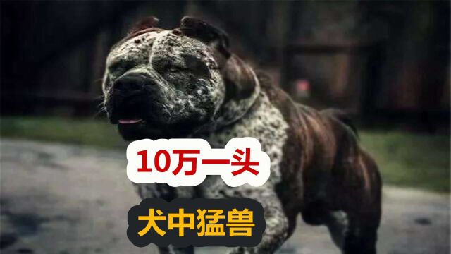 斗犬王者比特与巨型猛犬纽波利顿恋爱后,诞生猛兽班道戈