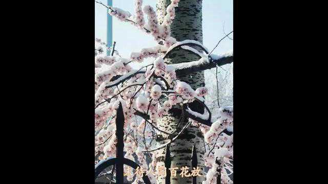 八年级学生作品 《三月春雪》